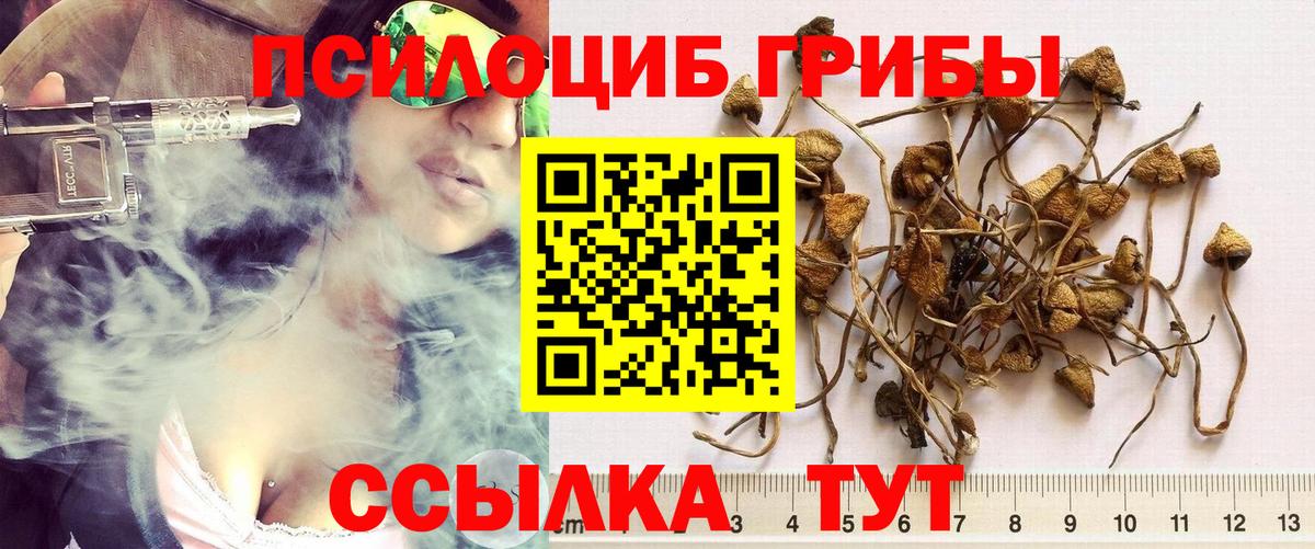 Галлюциногенные грибы Psilocybe Бердск